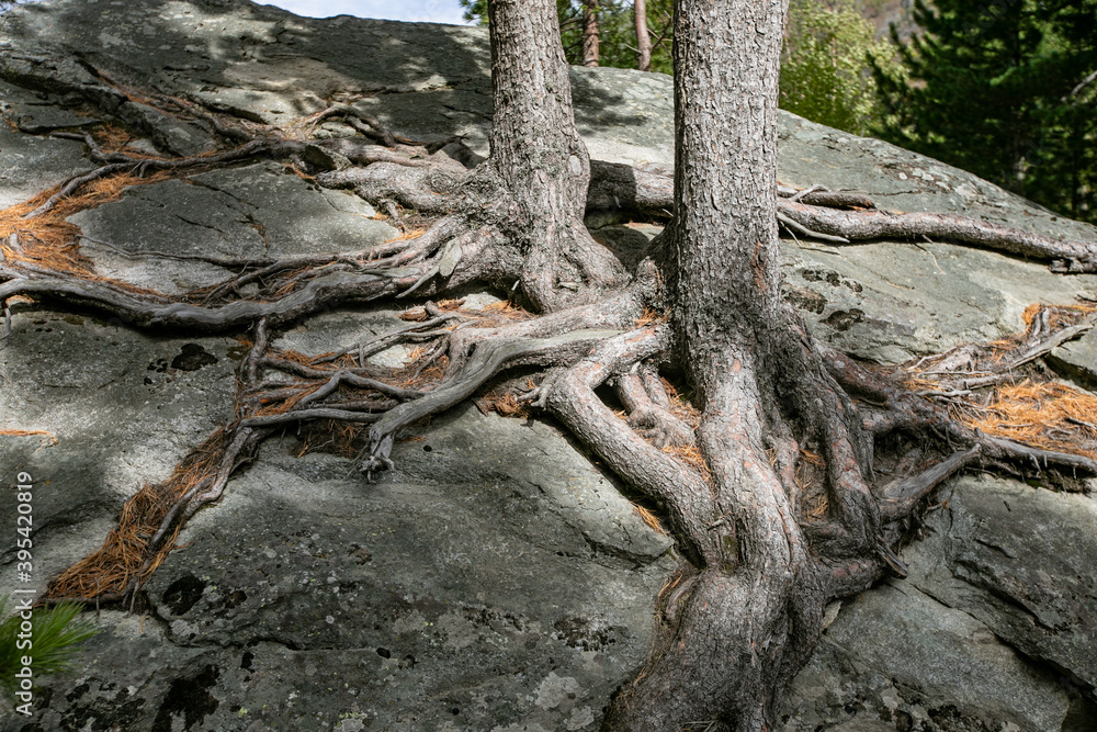 Pine tree and its long roots on a cliff in the forest in Finland in the autumn.