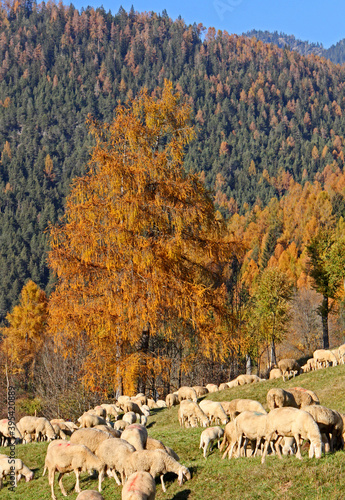 transumanza autunnale: pecore in val di Fiemme; Trentino photo