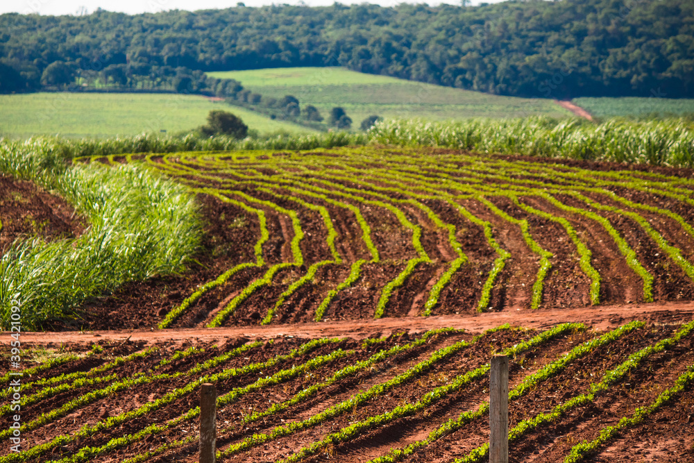 Beautiful rural plantation of sugar cane. Farm field concept image