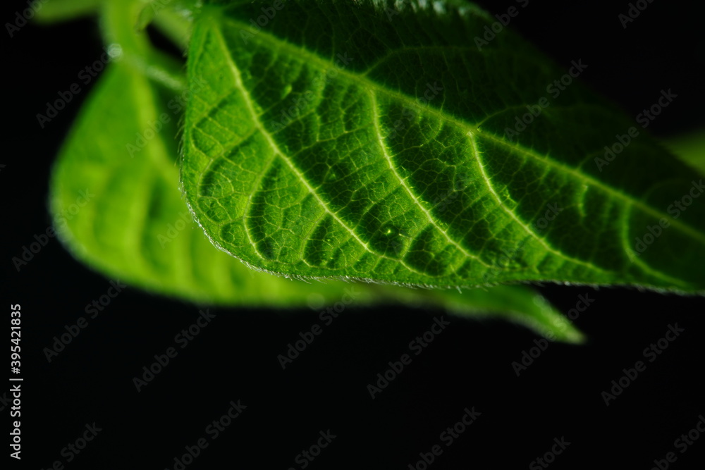 Macro photography, leaves photographed under contrasting light. Macro photography, leaves photographed under contrasting light.
