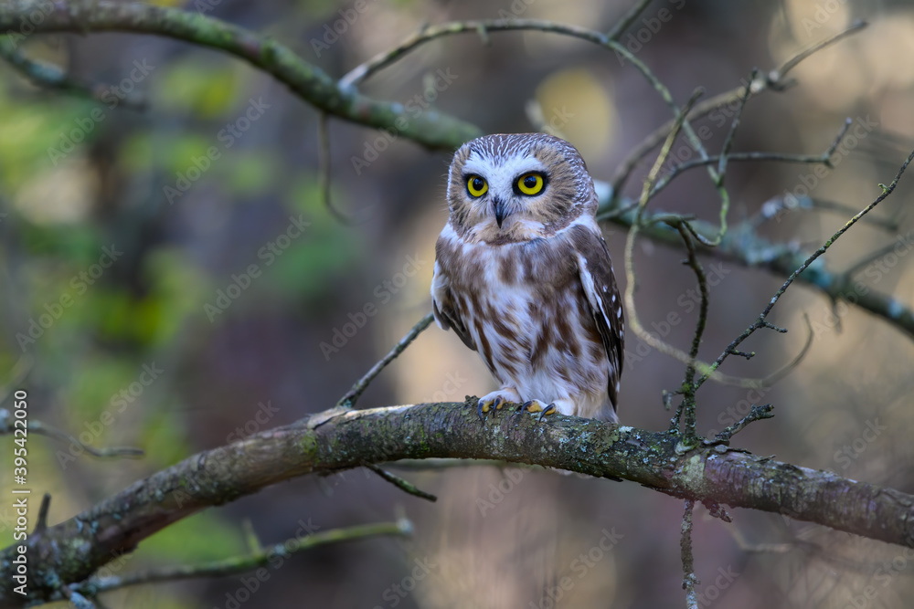 Northern Saw-whet Owl Portrait in Fall Northern Saw-whet Owl Portrait in Fall