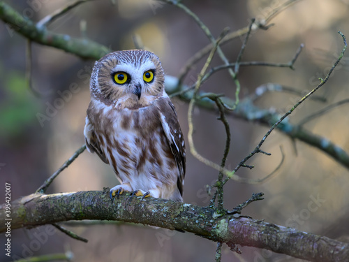  Northern Saw-whet Owl Portrait in Fall photo