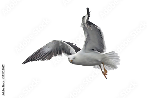 Isolated flying seagull. Lesser Black-backed Gull  Larus fuscus .