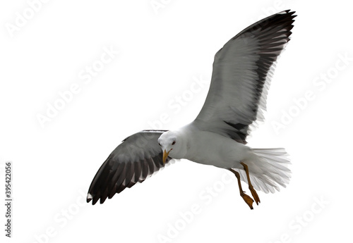 Isolated flying seagull. Lesser Black-backed Gull (Larus fuscus).