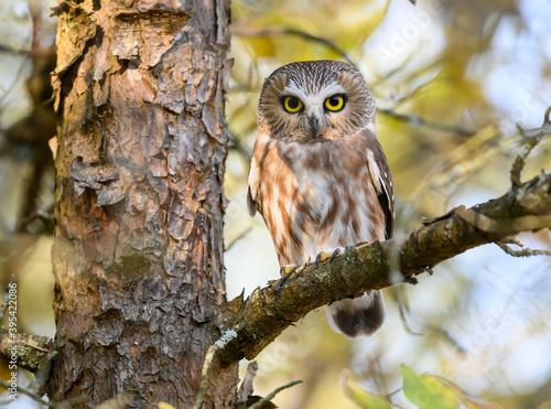 Фотография Northern Saw-whet Owl Portrait in Fall
