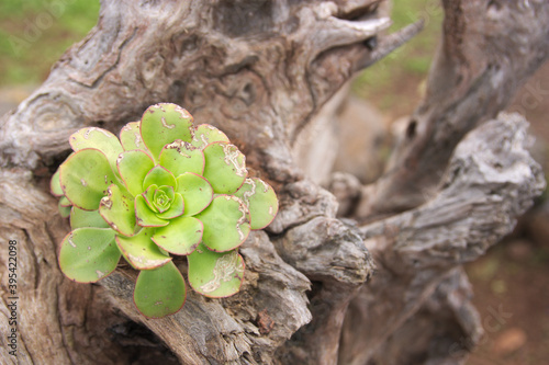 Image of a rosette of Aeonium urbicum growing on a dry tree photo