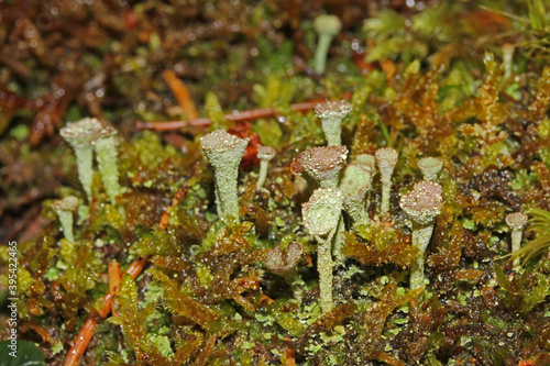 licheni del genere Cladonia photo