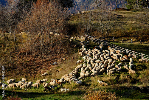 transumanza autunnale: un gregge presso Cavalese; Val di Fiemme, Trentino photo