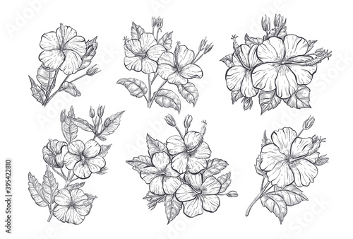 Hibiscus flower sketch. Set of hand drawn tropic floral elements. Hibiscus isolated flower on white background. Tropical flowers set, vector sketch illustration.