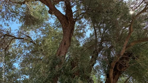 Footage of 1800 years old Aegean olive tree in Sigacik / Seferihisar district in Izmir Province of Turkey. The tree is named 