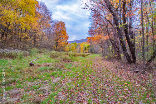 Hidden meadow in the Allegheny Mountains