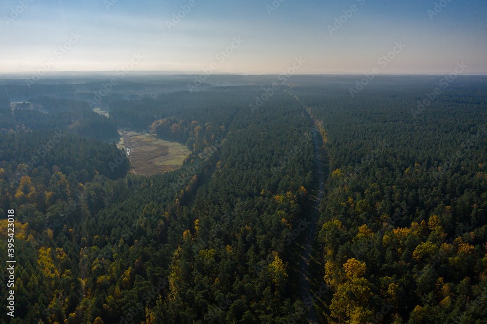 Aerial view of great pine forest and road amongst it