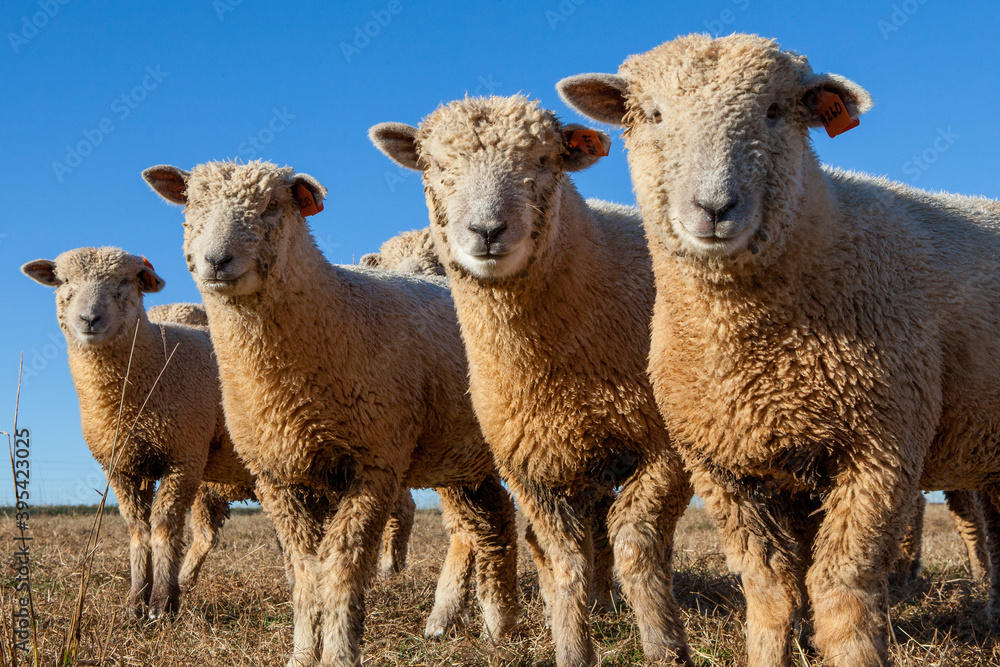 Obraz premium Sheep starring at viewer