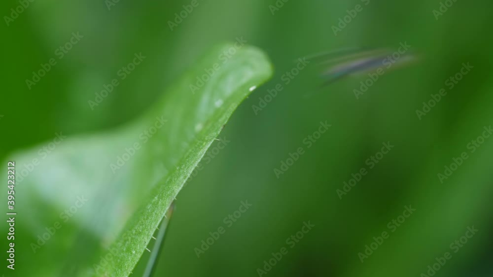 high frame rate clip of a maratus splendens spider jumping off a leaf- M. splendens is an australian peacock spider high frame rate clip of a maratus splendens spider jumping off a leaf- M. splendens is an australian peacock spider