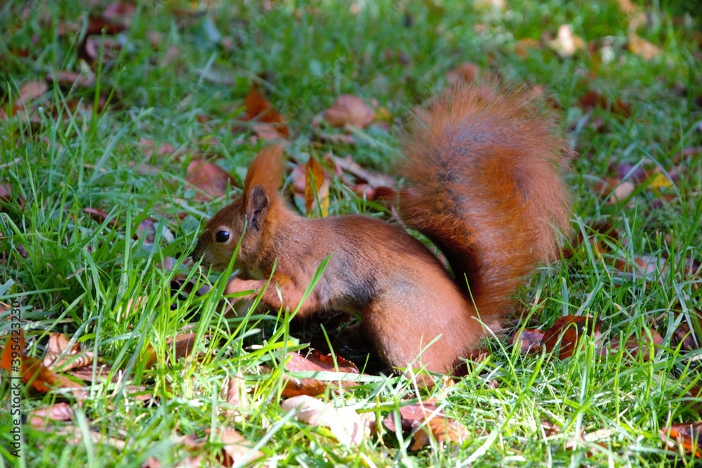 Reddish squirrel (Sciurus vulgaris) eating a walnut. Squirrel on the grass with autumn leaves Reddish squirrel (Sciurus vulgaris) eating a walnut. Squirrel on the grass with autumn leaves