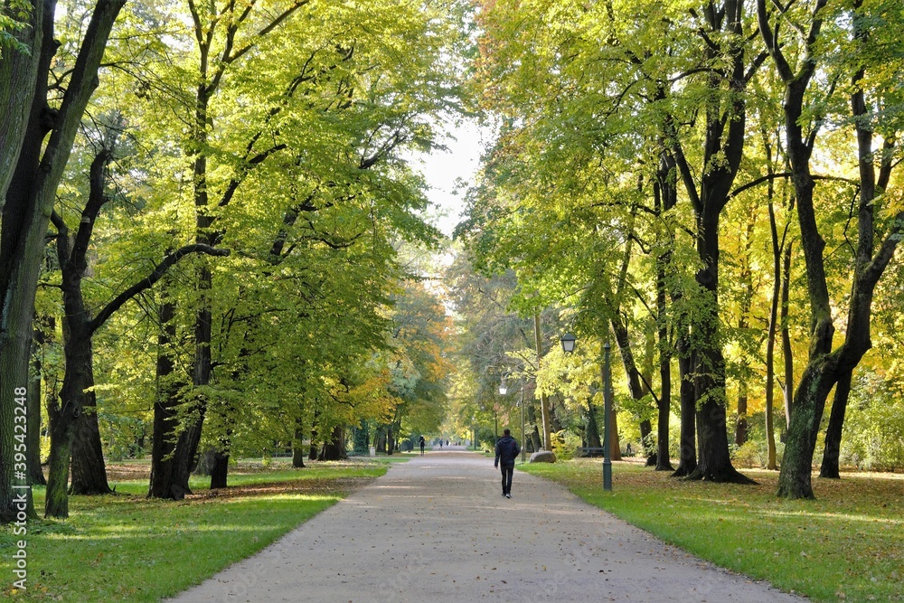 Fototapeta premium Avenue of chestnuts trees at Warsaw's Royal Baths Park (or Lazienki Park) in the spring. Warsaw, Poland, Europe