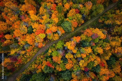 Beautiful fall look down photograph of a muddy dirt path meandering through the forest with gorgeous yellow, orange, red and green autumn foliage or leaves on the treetops below.