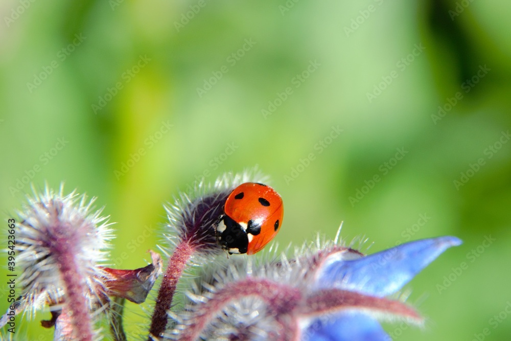 Ladybird or ladybug seats on the Borage (Borago officinalis), also known as a starflower. Coccinella septempunctata, the seven-spot ladybird Ladybird or ladybug seats on the Borage (Borago officinalis), also known as a starflower. Coccinella septempunctata, the seven-spot ladybird