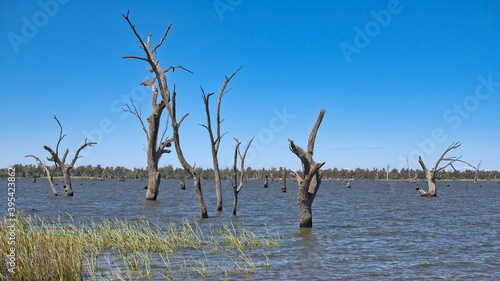 Reeds and Dead Trees in Lake Mulwala NSW
