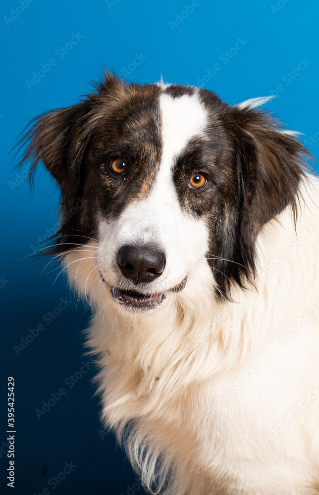 bucovina shepherd dog portrait on blue