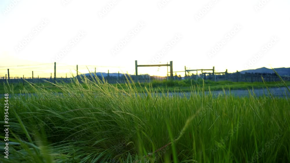Smooth panning motion of vineyard sunset with gentle breeze Smooth panning motion of vineyard sunset with gentle breeze