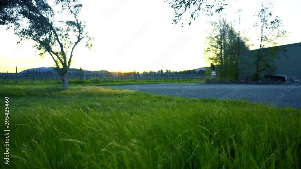 Smooth panning motion of vineyard sunset with gentle breeze Smooth panning motion of vineyard sunset with gentle breeze
