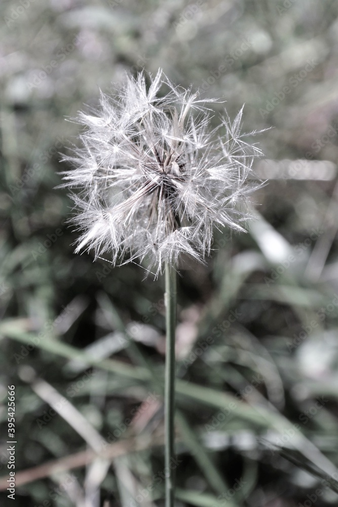 Dandelion (Taraxacum officinale) seedhead. Black and white photo Dandelion (Taraxacum officinale) seedhead. Black and white photo
