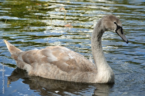 The young whooper swan (Cygnus cygnus) also known as the common swan or the mute swan (Cygnus olor). Young, gray swan in the water