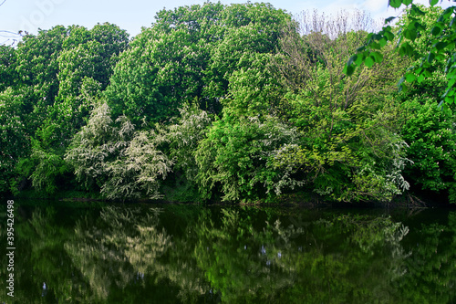 Green Trees and bushes are reflected in the lake. Park in Kaliningrad.