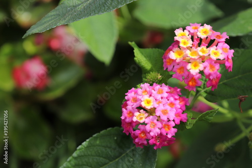 Close-up of pink and yellow lantana flower