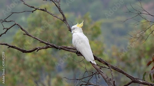 a sulphur crested cockatoo perched on a tree branch at glen davis of nsw, australia photo