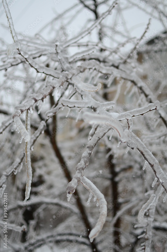 snow covered branches