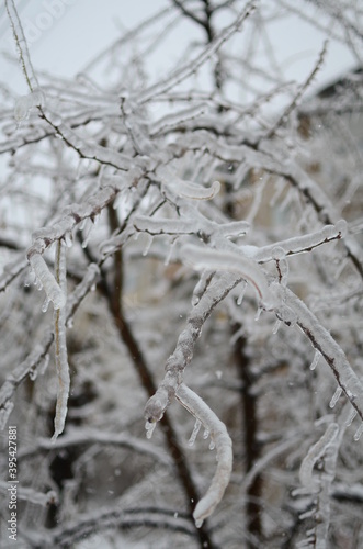 snow covered branches © lex_geodez