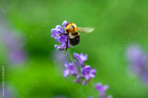 bumblebee lands on lavender flower on green meadow