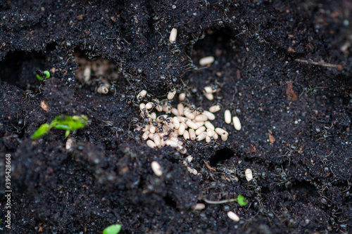 ants moving eggs to their burrows in the ground