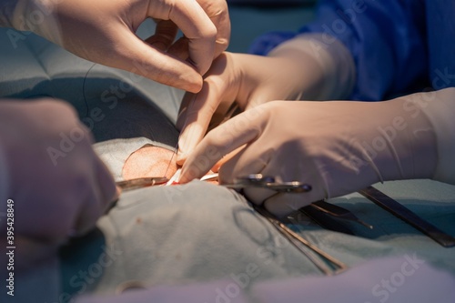 Two veterinary surgeons performing an operation on a cat