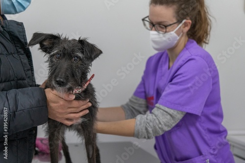 Vet doing a dog check