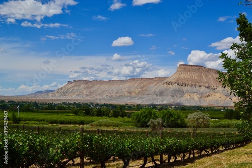 Winery in Palisades, western Colorado with the Book Cliff Mountains and blue sky in the background. photo