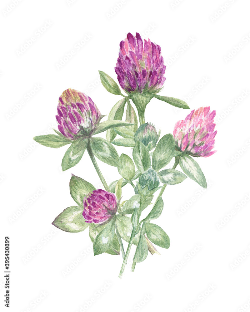 Clover bouquet painted in watercolors on a white isolated background. Nice illustration for cards, cosmetics design, invitations, stationery, stickers, scrapbooking and more. Clover bouquet painted in watercolors on a white isolated background. Nice illustration for cards, cosmetics design, invitations, stationery, stickers, scrapbooking and more.