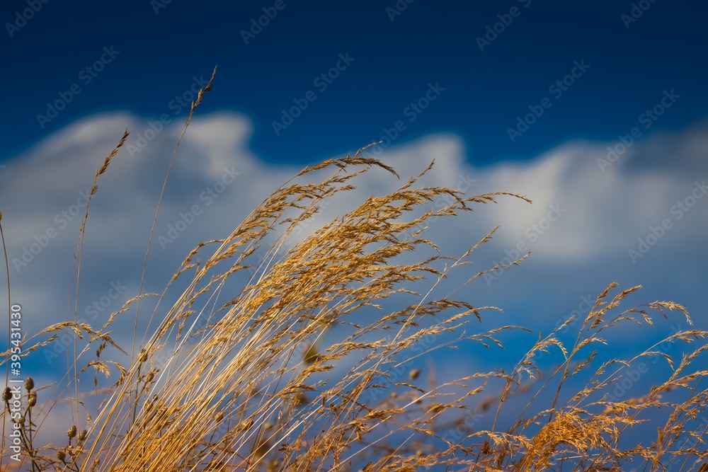 Obraz premium dry grass in deep blue sky and white clouds, stems and seeds bend with wind on hot afternoon, rich vegetation of weeds, direct sunshine, freedom and happiness header