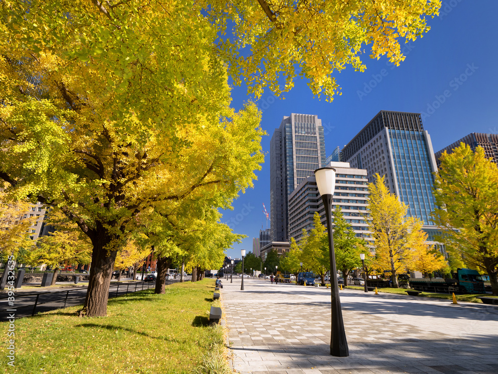 Naklejka premium 東京都 丸の内オフィスビル街とイチョウ並木