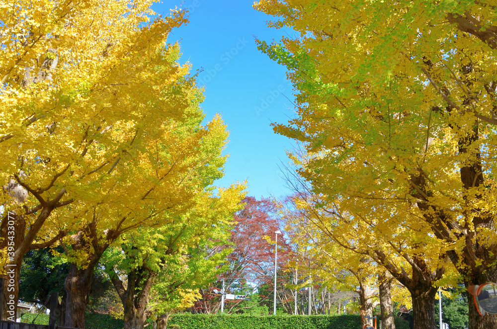 Fototapeta premium 伊勢市 伊勢神宮近くの銀杏並木