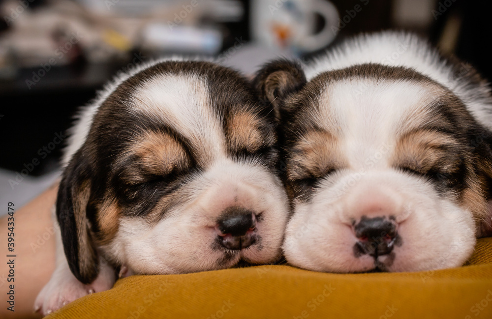 Adorable cute little puppies lying and sleeping on a couch. Faces of sweet newborn beagle dogs, close up.