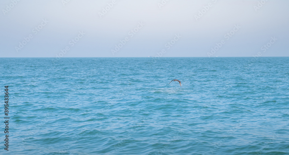 The white seagull flying above the perfect clear blue sky above the sea, and prepare to gliding to the sea level for eat fish. The white seagull flying above the perfect clear blue sky above the sea, and prepare to gliding to the sea level for eat fish.