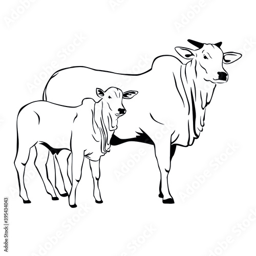Nelore cattle illustration. Cattle with calf on white background