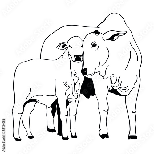 Nelore cattle illustration. Cattle and calf vector on white background