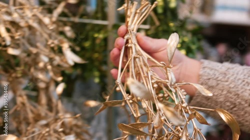 During planning a winter wedding or just decorating for the upcoming holidays, this mistletoe could definitely come in handy. Mistletoe is the common name for obligate hemiparasitic plants.  photo