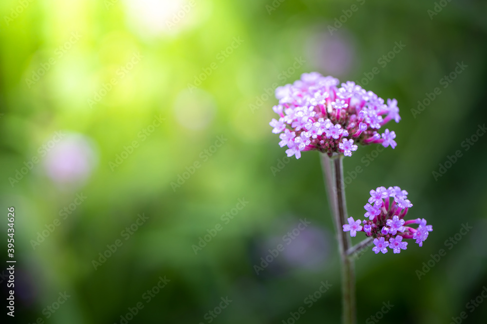 Obraz premium The background image of the colorful flowers