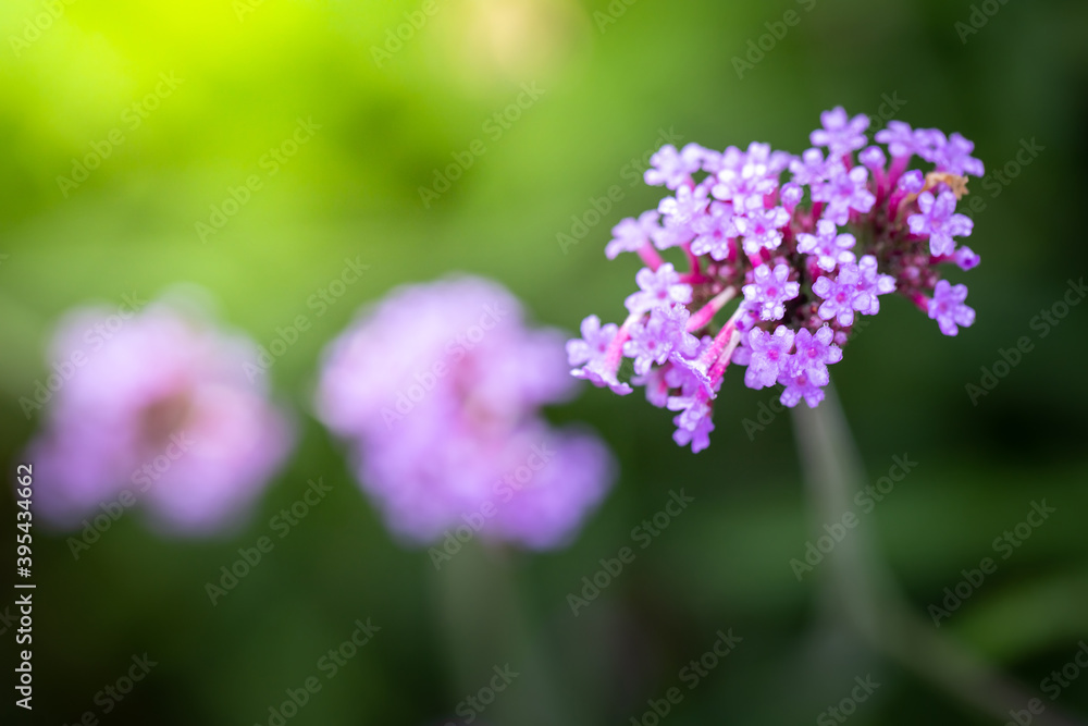 The background image of the colorful flowers The background image of the colorful flowers