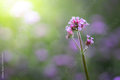 The background image of the colorful flowers © teerawit